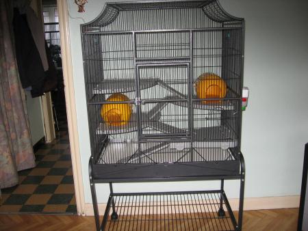 LA NOUVELLE MAISON POUR KILO ET KIWI .