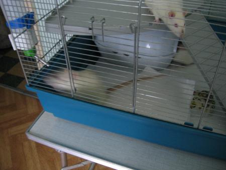 ET VOICI LE NOUVEAU COPAIN DE KIWI  .