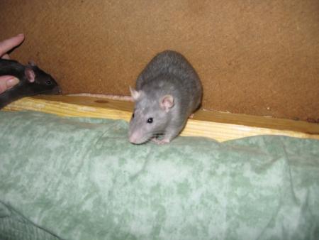 GROSSE FRAYEUR AVEC WOODY.