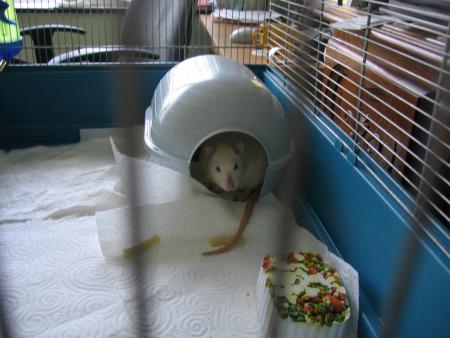 ET VOILA NOS NOUVEAUX PETITS COMPAGNONS SONT LA .