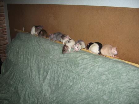 LES CADETTES DE LA GRANDE FAMILE .