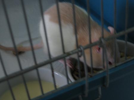 TUBIZE LE PLUS PETIT .