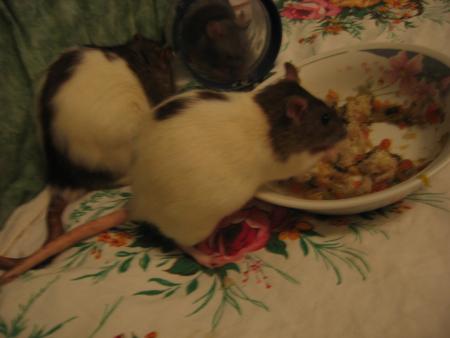 okkkkkkkkkkkkkk CHICO  AUSSI .