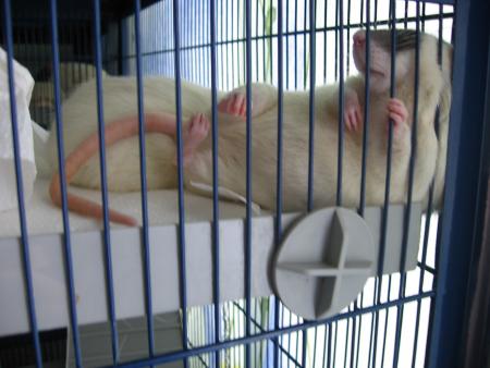 AHHHHHHHHHHH UN BON REPOS  !!!!!!!!!! .