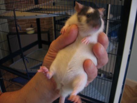 PAS DE CHANCE POUR TCHIP  .