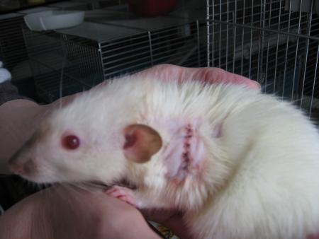 UNE INTERVENTION CHIRURGICALE POUR RITA