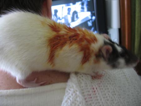 DES SOINS NECCESSAIRES POUR TCHIP   .