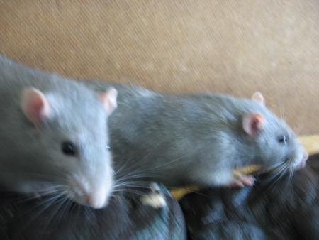 LES FR�RES ANDY ET RUSTY .