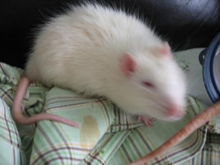 PROBLEMES AVEC NOTRE PETIT CHERI MILOU