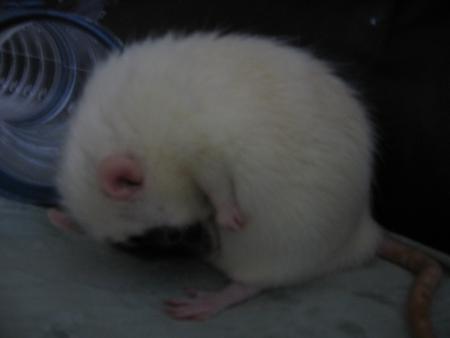 UNE GRANDE IMPORTANCE LEUR TOILETTE  !!!!!!!!!!  .CARA  .