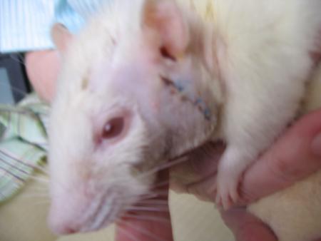 L 'OPERATION DE MILOU 2�m�  PHOTO ! .