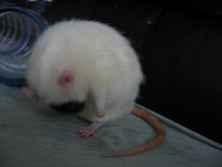 LA BONNE TOILETTE BIEN FAITE  !!!!!!!!!!  .