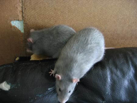 LES FRERES JUMEAUX ANDY  &  RUSTY  .