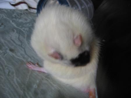 UNE BONNE TOILETTE RIEN DE MIEUX  !!!!!!!!!!  .