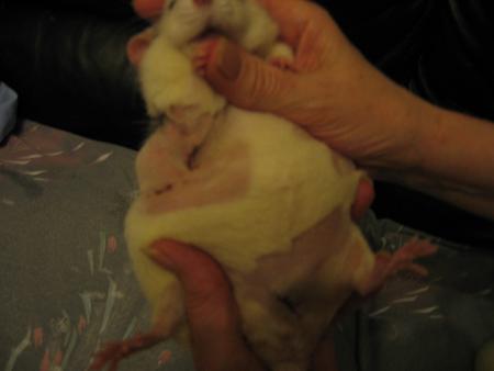 L OPERATION DE LOLA  .