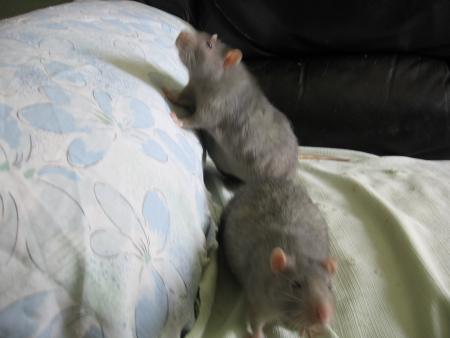 LES DEUX FR�RES RUBY & SAPHIR .