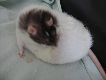 XHENA  (  DOUDOU  ) .