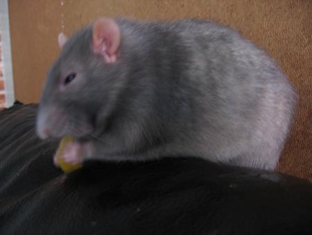  SAPHIR  MIAM - MIAM  HUMMMMMM C EST BON  .