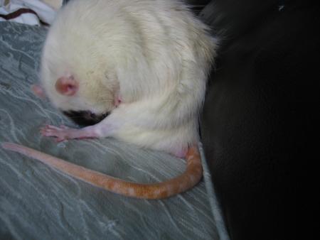 RIEN DE VAUT UNE BONNE   TOILETTE   !!!!!!!!!!  .