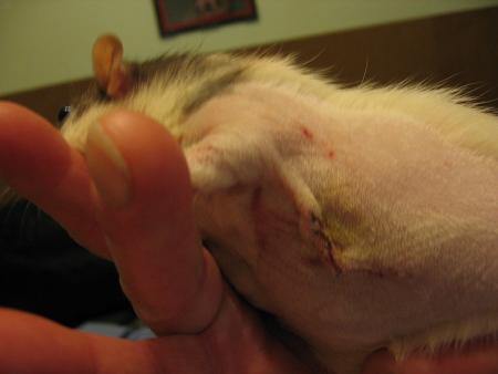 2 �me PHOTO DE L OPERATION DE CINDY  .