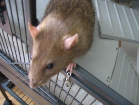  BENJI   LA PROPRETE DE LEUR MAISON   .