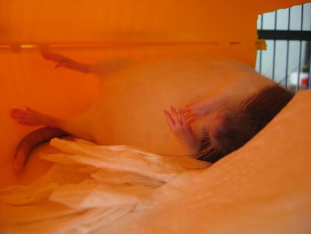  ZINA ET CHALEUR POUR LES VACANCES DE P�QUES .