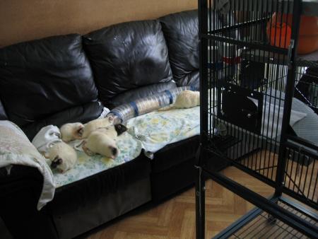 L  ATTENTE DE LA FIN DU NETTOYAGE DE LEUR MAISON   !!  .