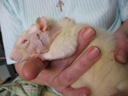 OPERATION DE MILOU .