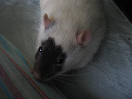 LA TOILETTE EST TRES IMPORTANTE POUR EUX  !!!!!!!!!!  .   TERMINEE .