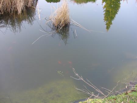 L ETANG ET SES BEAUX POISSONS  .