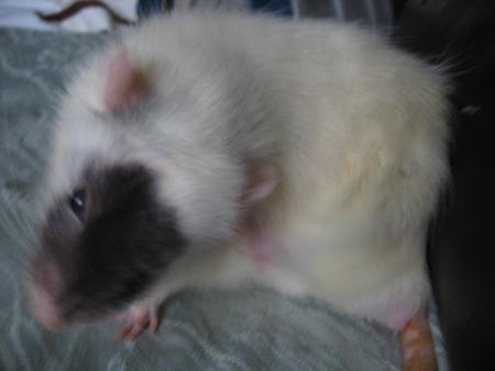 UNE TOILETTE QUI SE FAIT MINUTIEUSEMENT !!!!!!!!!!  .