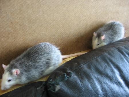 LES 2 FR�RES  TIO - TAC  P & R  .