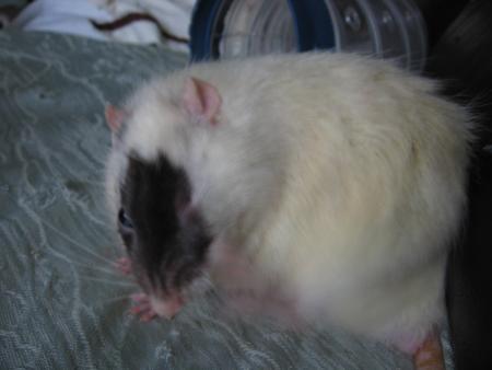 ELLES ET ILS SOIGNENT PARTICULIEREMENT LEUR TOILETTE  !!!!!!!!!! .