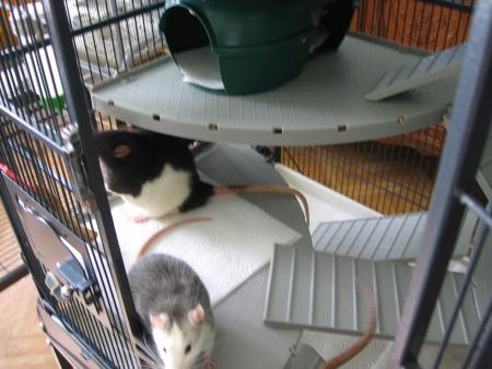 LA PROPRETER ELLES ET ILS AIMENT CELA  .  .