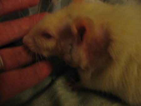 PROBLEME POUR NOTRE PETIT MILOU  .