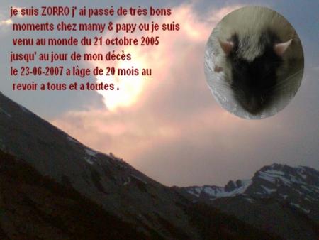 ZORRO UN ANGE NOUS QUITTE ENCORE SNIFF  !   .