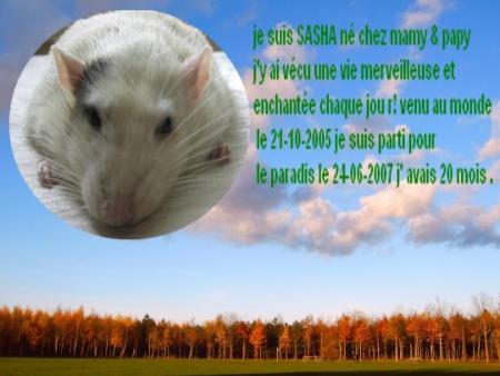 NOTRE PETIT CHERI  SASHA  NOUS A QUITTE  .