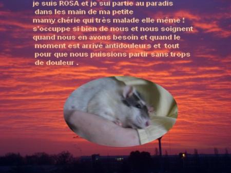 ROSA NOTRE PETIT ANGE NOUS A QUITTE .