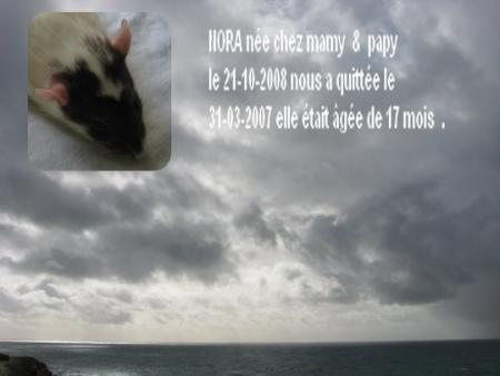  UN ANGE NOUS QUITTE  NORA  .