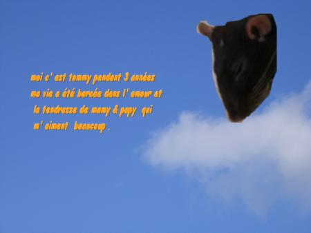 TOMMY NOUS A QUITTER AUSSI CET APRES MIDI .