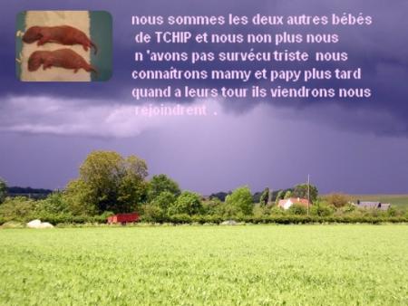CHIP A PERDUS SES 2 AUTRES BEBE  .