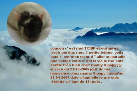 UN ANGE NOUS A ENCORE QUITTE  . TCHIP .