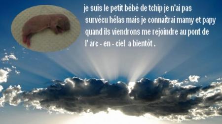 UN BEBE DE CHIP QUI NOUS A QUITTE