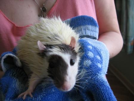 LE BAIN DES 10 FEMELLES  (  CINTHIA  )  .