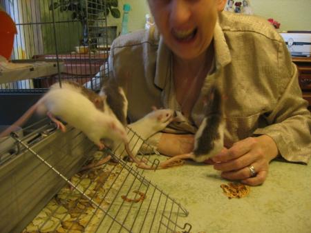  L' APPRIVOISEMEN    8  .