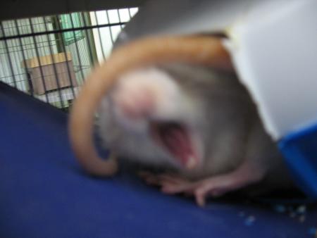 HA !!!!!!  CETTE MAUDITE LUMIERE   .