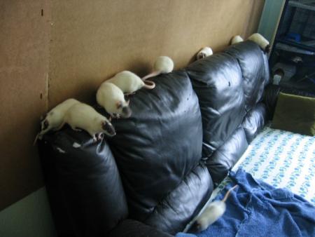 LE BON CANAPE DE MAMY & PAPY  . 1