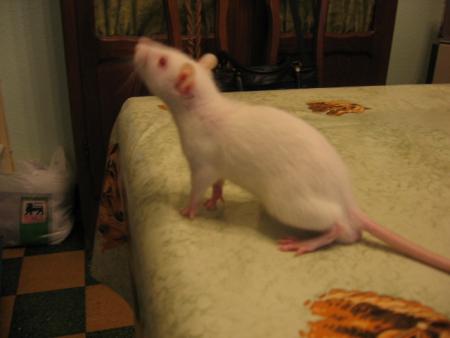  L' APPRIVOISEMENT  1