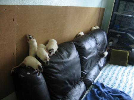 LE BON CANAPE DE MAMY & PAPY  . 3