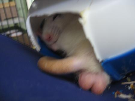 QU '  ALLEZ VOUS ENCORE PENSEZ LA MESDAMES LOL  ????  .